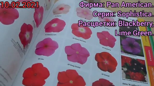 Посев ПЕТУНИИ. Сеем самую КРАСИВУЮ и самую ДОРОГУЮ ПЕТУНИЮ (PETUNIA GRANDIFLORA). Series Sophistica
