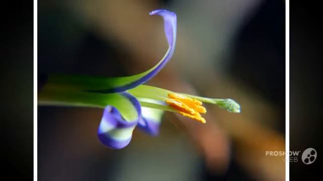 Billbergia - garden plants смотреть онлайн