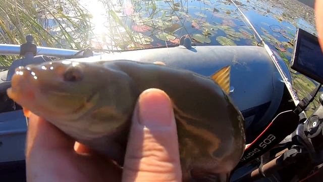 КАК ЖЕ ОН КРАСИВО КЛЮЕТ! С ТАКИМ КЛЕВОМ И ПРИКОРМКА НЕ НУЖНА! смотреть онлайн