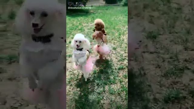 Какие милашки