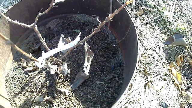 Грибы: хранители биоразнообразия