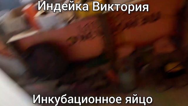 Индейка Виктория.Инкубационное яйцо. смотреть онлайн