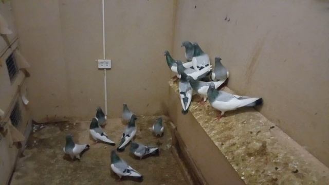 14 июля 2019 г.Гамбургские-кормилки смотреть онлайн
