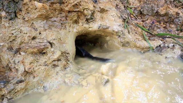Full video: The secret of the amazing couple's fish trap - Catching unbelievably big fish смотреть онлайн