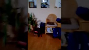 i. Как отличить самку от самца кенора?