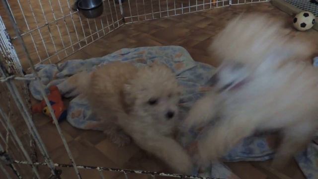 Щенки той пуделя белого окраса смотреть онлайн
