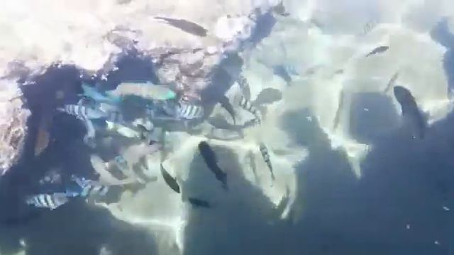 Египет 2019 красное море смотреть онлайн