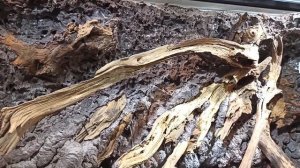 Террариум с изолированным водоемом