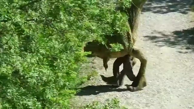 Пранк юрского периода смотреть онлайн