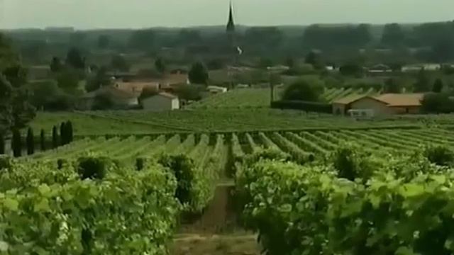 Плесень и Масло, уничтожающее черную плесень полностью смотреть онлайн