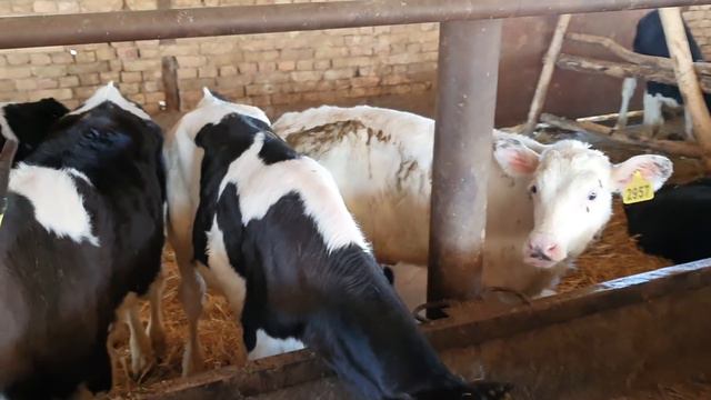 BUZOQCHALAR GOLSHTEN BOQISH SIRLARI 1 VA 4 OYLIK.