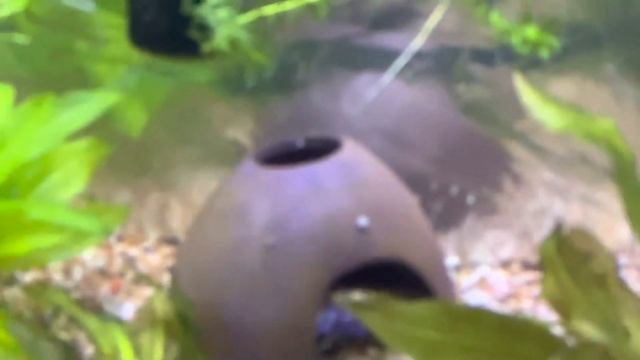 Black skirt tetra fish spawned eggs everywhere смотреть онлайн