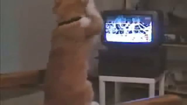 youtube video - Кот боксер (Côte bakser)