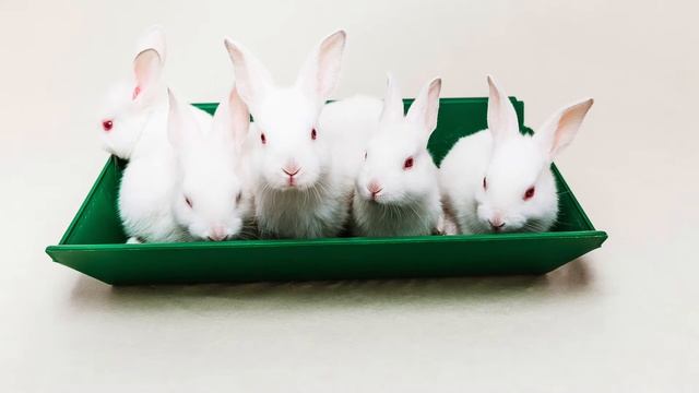 Кроличья ферма «Юхнов-Крол»