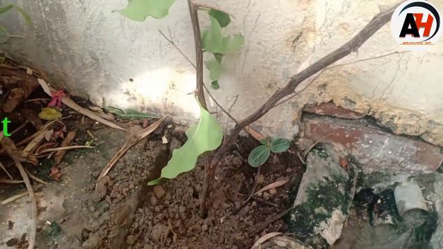 Bougainvillea glabra ।। बूगनबेल ।।
beautiful vine смотреть онлайн