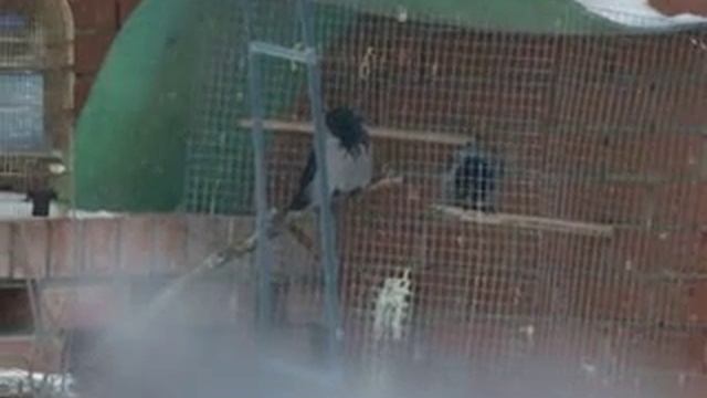 Ручной ворОн и дикая ворона. смотреть онлайн