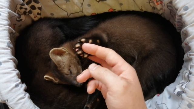 Домашний Соболь Дика и Мика 2.5 мес "Мило вместе спят" смотреть онлайн