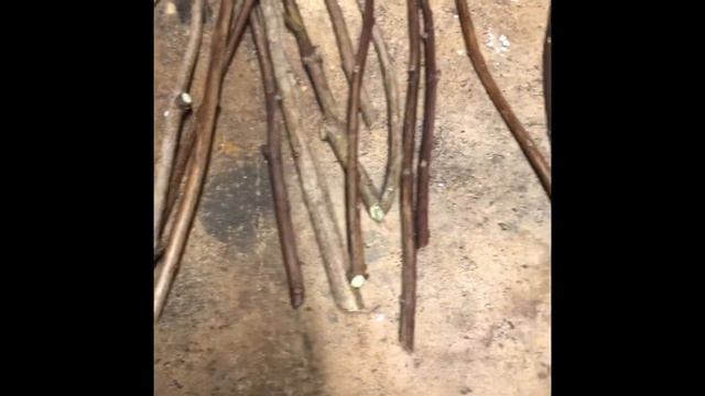 Multiply your Spirea with Hardwood Cuttings смотреть онлайн