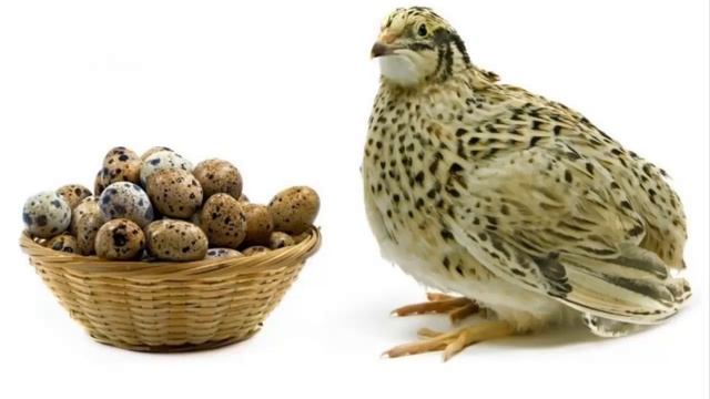 Удивительные Лечебные Свойства Скорлупы Перепелиных Яиц смотреть онлайн