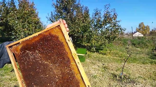 Соты из самодельной вощины смотреть онлайн