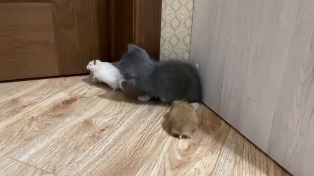 Котенок ищет вискас. #котенок_ищет_вискас #hamsters #cat смотреть онлайн