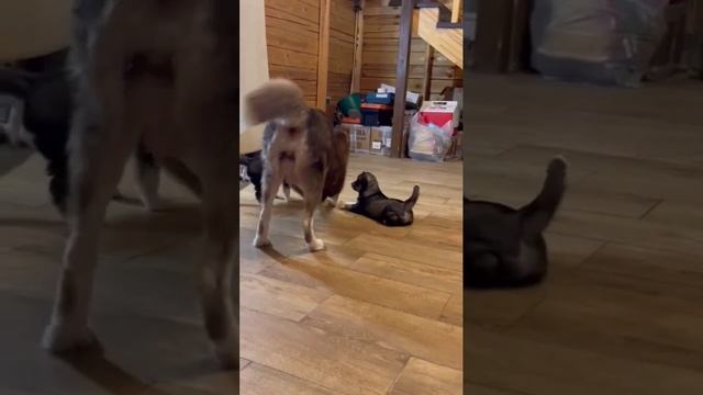 Щенок хаски агути