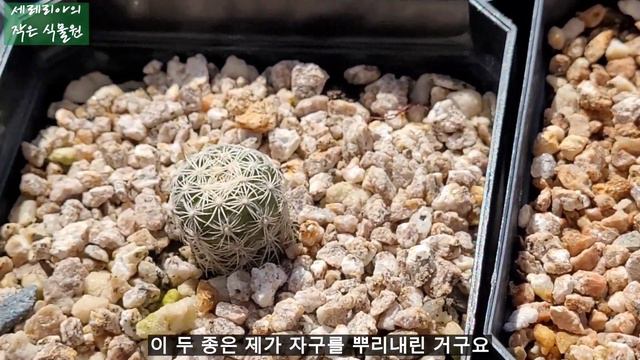 선인장 유묘들, Cactus seedlings (성장기 물주기, 종별 성장 과정, 선인장 유묘 키우기, 선인장 파종), 귀여운 식물, 예쁜 선인장, 흑왕환, 디스코 смотреть онлайн