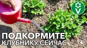 ХОТИТЕ МНОГО КРУПНОЙ И СЛАДКОЙ КЛУБНИКИ? Подкормите ЭТИМ удобрением во время цветения