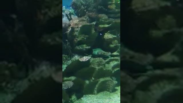 Океанариум смотреть онлайн