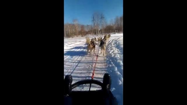 Хаски центр Аквилон смотреть онлайн
