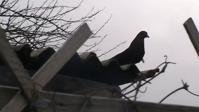 Конец дружбы с Сергей Иванычем. Голуби кружастые на даче. смотреть онлайн