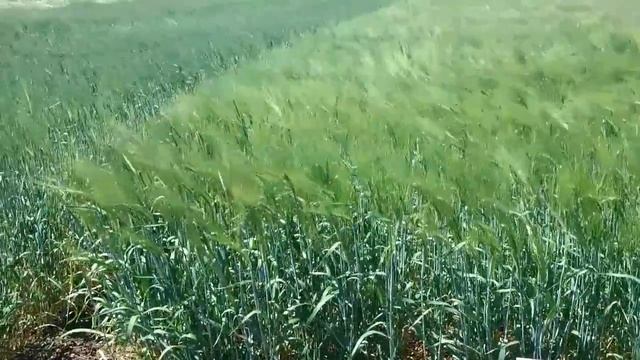 Яровой ячмень, сорт Вакула смотреть онлайн