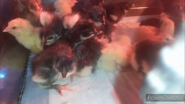 Вывод цыплят))) смотреть онлайн