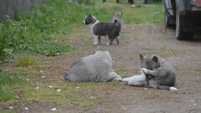 щенки играют смотреть онлайн