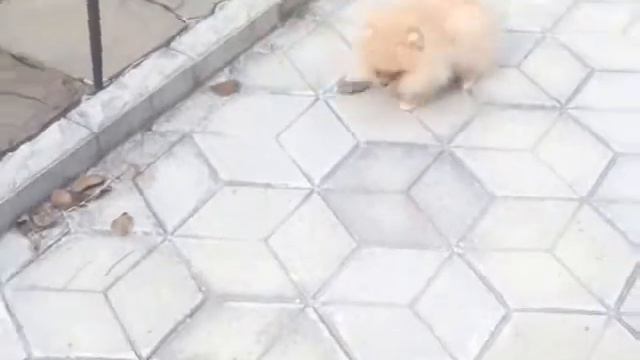 Щенок померанского шпица - САДРИН СТАРЛЕТ ИЗ ЛАГУНЫ ГРЁЗ смотреть онлайн