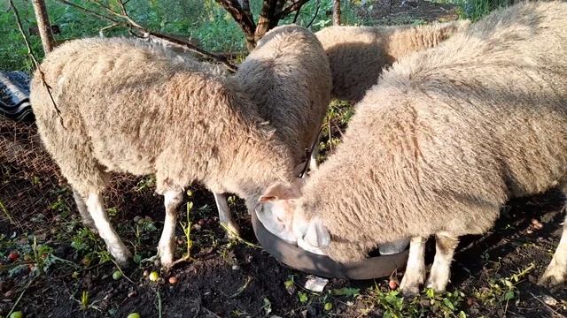 Ташлинские овцы смотреть онлайн
