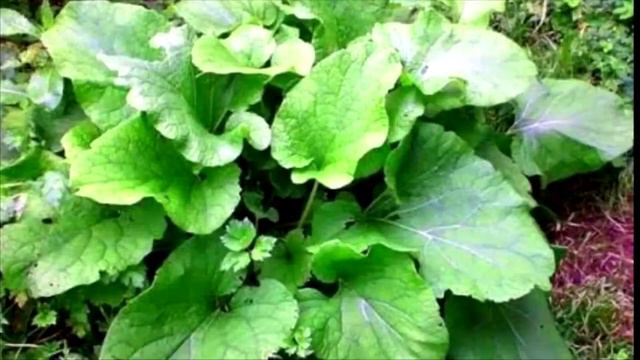 Стрижов. Русское разнотравье смотреть онлайн