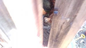 Мешанка для кур. Сбор яиц.