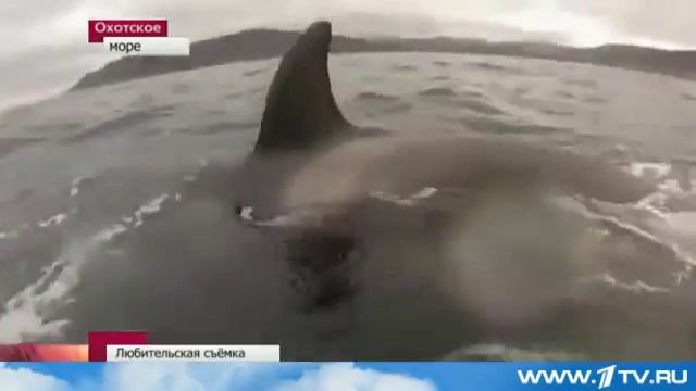 Редкие кадры: Стая касаток провожает рыбаков в Охотском море смотреть онлайн