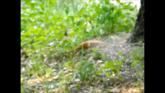 как кот на белку охотился смотреть онлайн