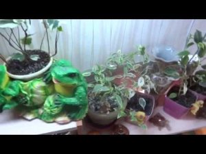 Комнатные цветы/растения. Фатсия, Фатсхедера, Хедера, плющ.