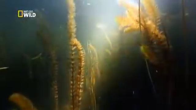 Дунай - Европейская Амазонка смотреть онлайн