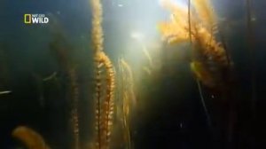 Дунай - Европейская Амазонка