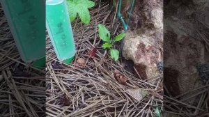 Как чувствуют себя клематисы из ОПТ -ХОЗА. Покупка 2023г.