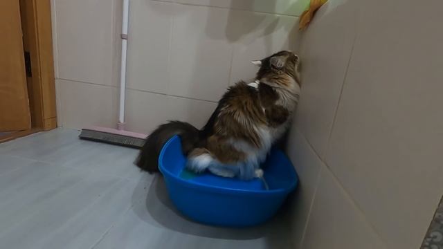 Как принимать душ по кайфу, если ты шейник смотреть онлайн