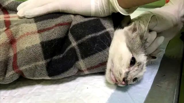Все проходили мимо напуганного котенка. Только посмотрите, что он пережил! смотреть онлайн