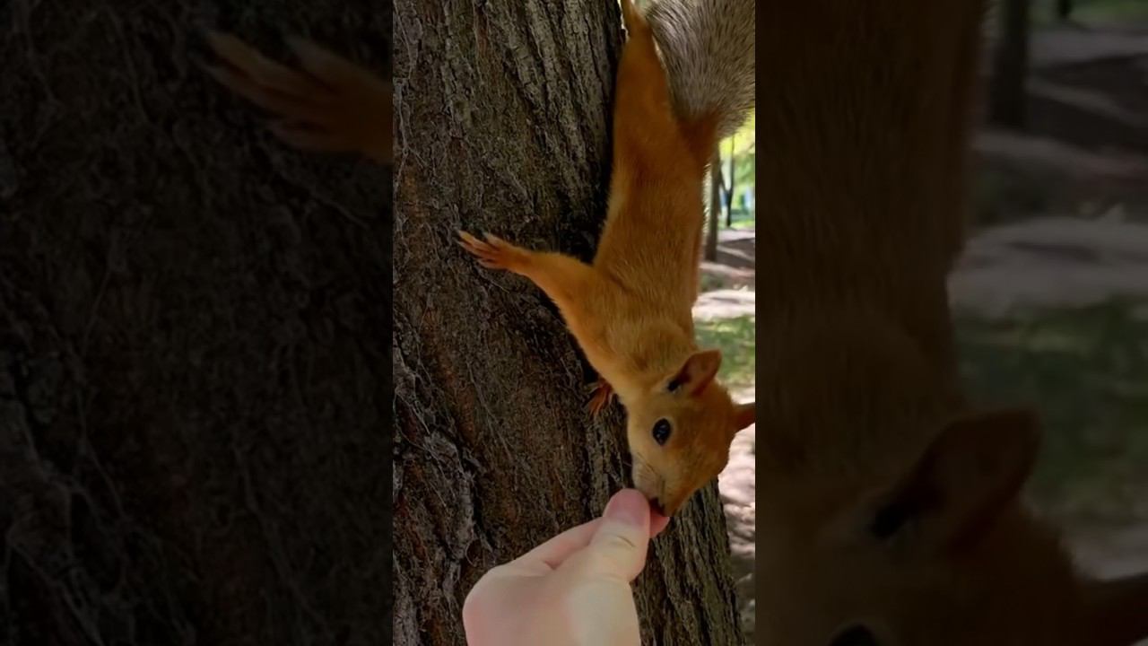 Немного промахнулся #белкивпарке #белочки смотреть онлайн