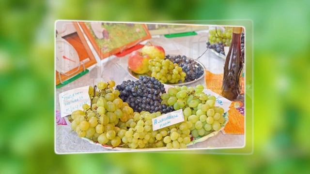 Клуб "Виноградари Кузбасса" смотреть онлайн