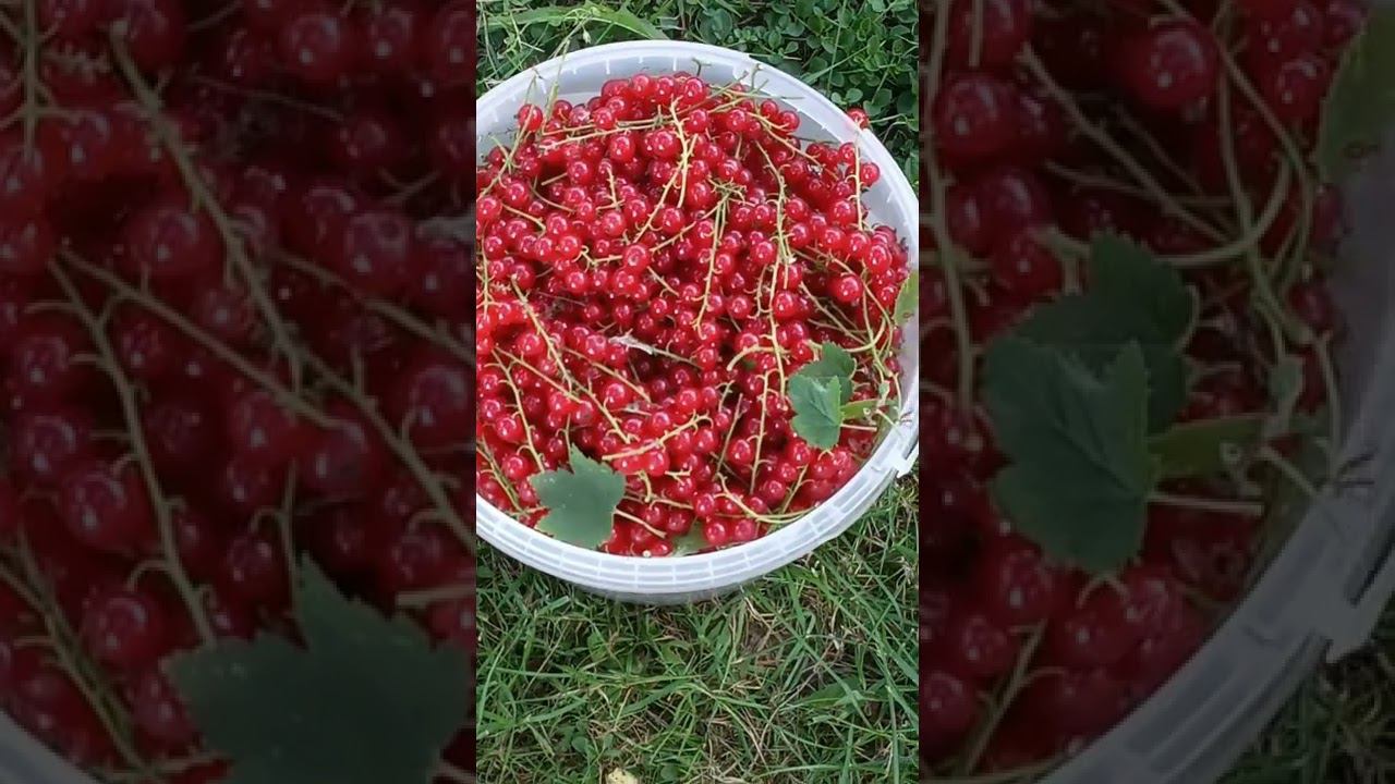 Какая вкусная красная смородина смотреть онлайн