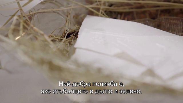 12 ЯСТИЯ ЗА БЪДНИ ВЕЧЕР / 12 POTRAW WIGILIJNYCH смотреть онлайн